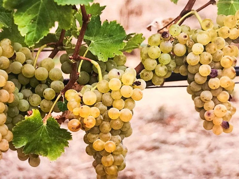 Vernaccia
