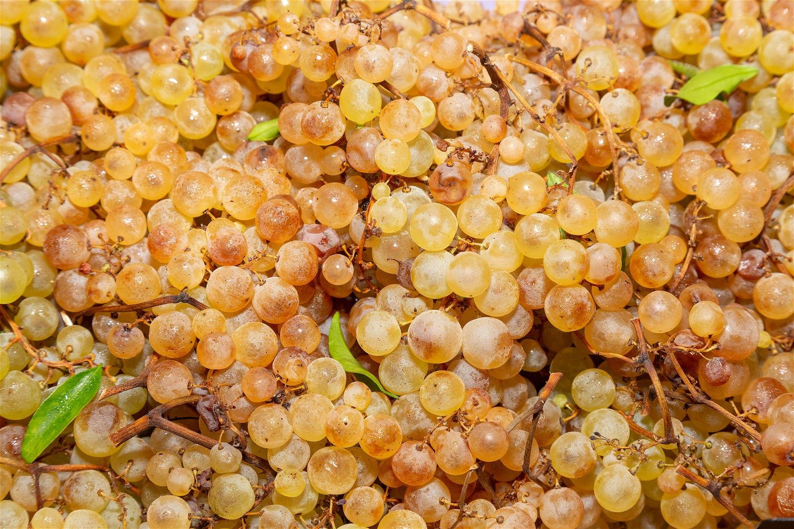 Chasselas