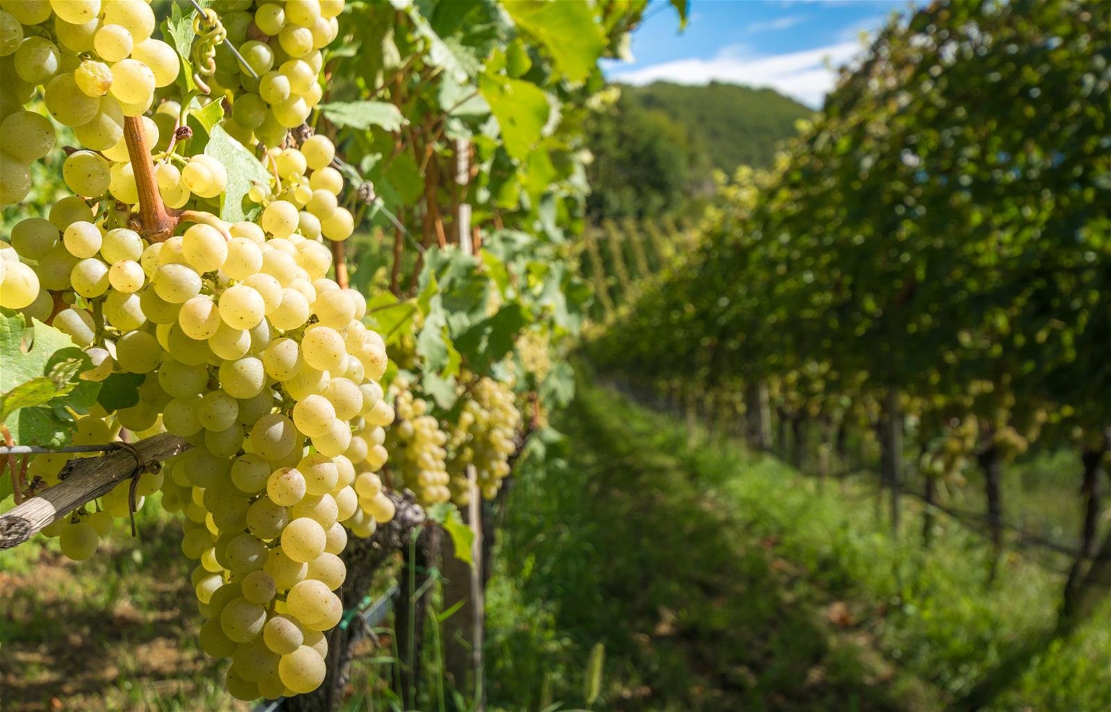 Mueller-Thurgau