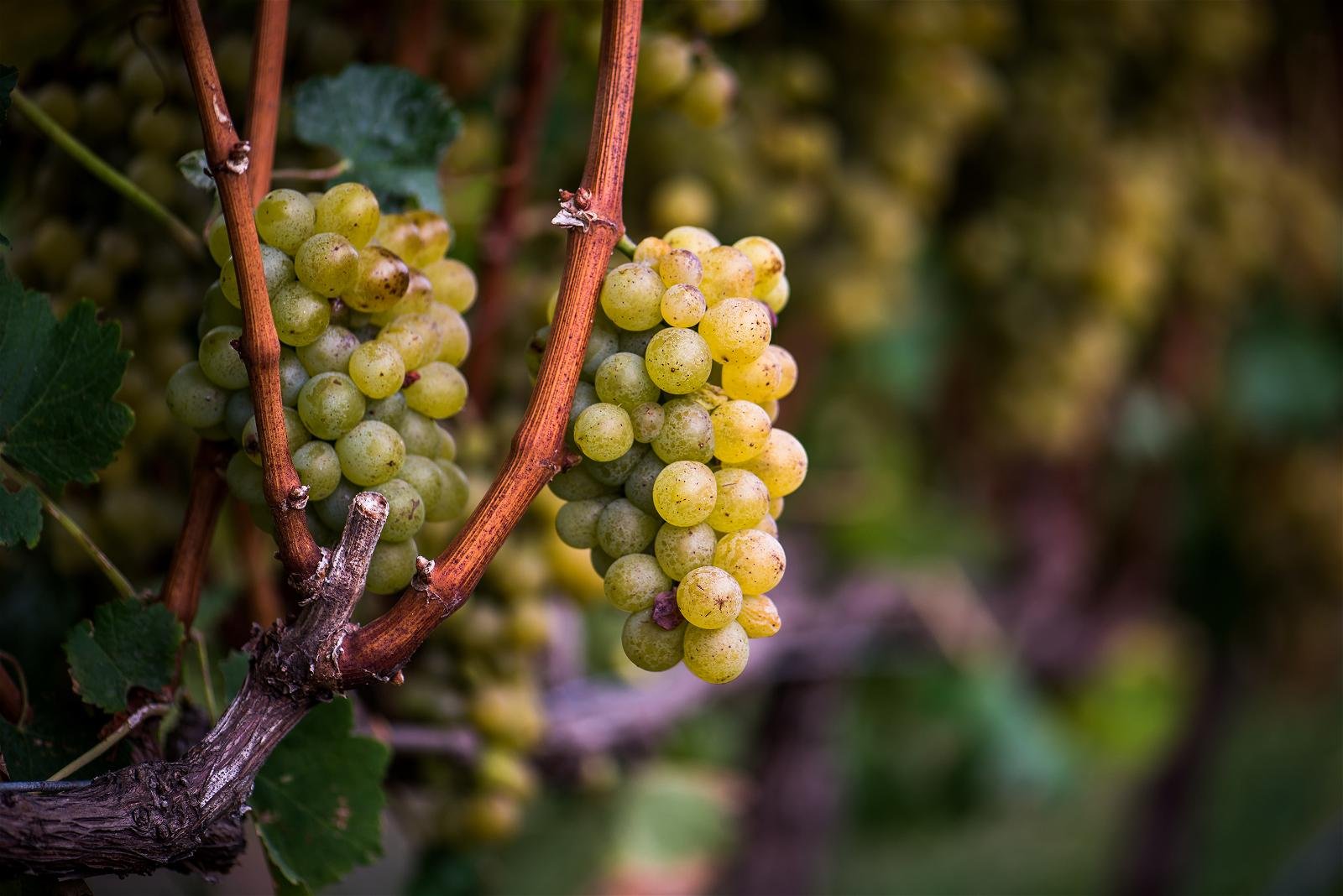 Sémillon